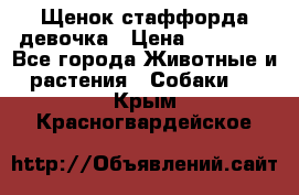 Щенок стаффорда девочка › Цена ­ 20 000 - Все города Животные и растения » Собаки   . Крым,Красногвардейское